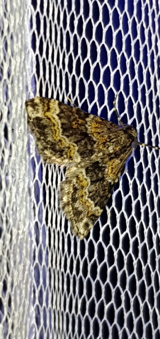 Hospitalia flavolineata  - Melchior Viallet