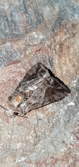 Ctenoplusia accentifera  - Melchior Viallet