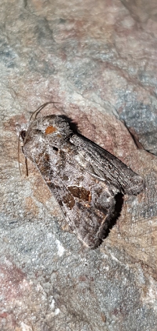 Ctenoplusia accentifera  - Melchior Viallet