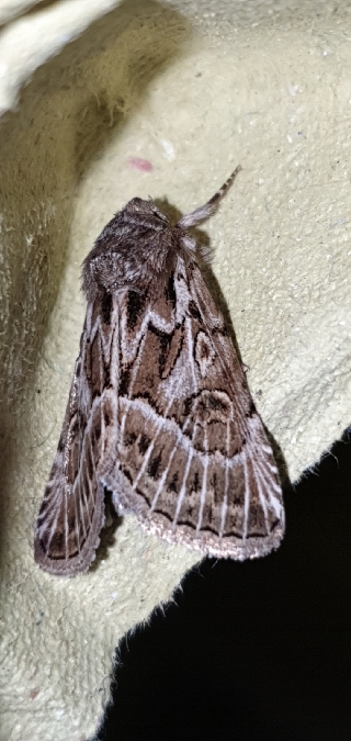 Thalpophila vitalba  - Melchior Viallet