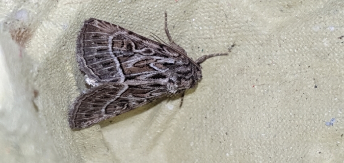 Thalpophila vitalba  - Melchior Viallet
