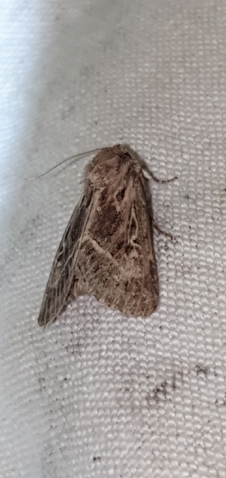 Thalpophila vitalba  - Melchior Viallet