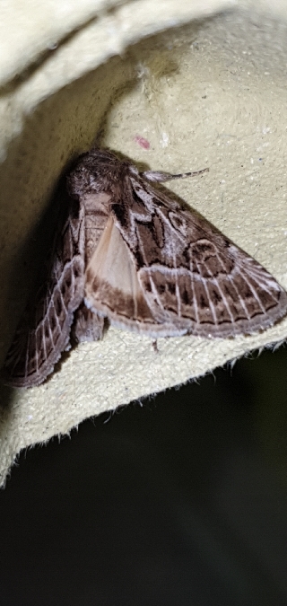 Thalpophila vitalba  - Melchior Viallet