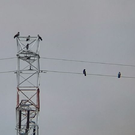 Corneille mantelée  - Krzysztof Sokołowski