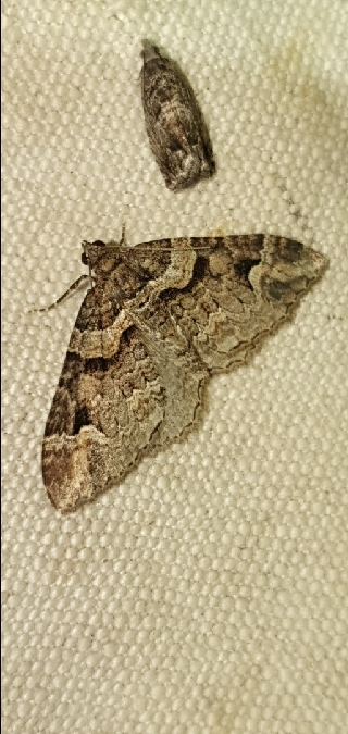Catarhoe basochesiata  - Melchior Viallet