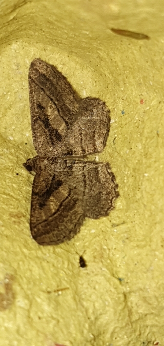 Rhoptria asperaria  - Melchior Viallet