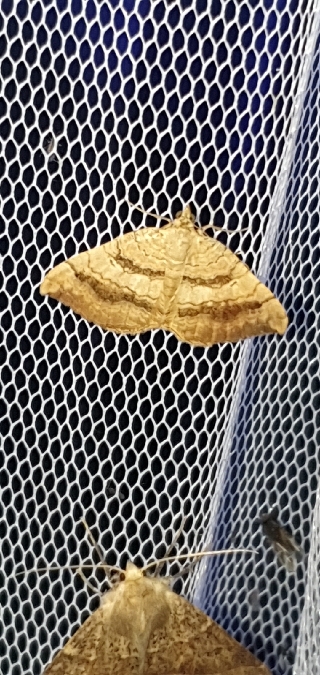Brocatelle d'or  - Melchior Viallet