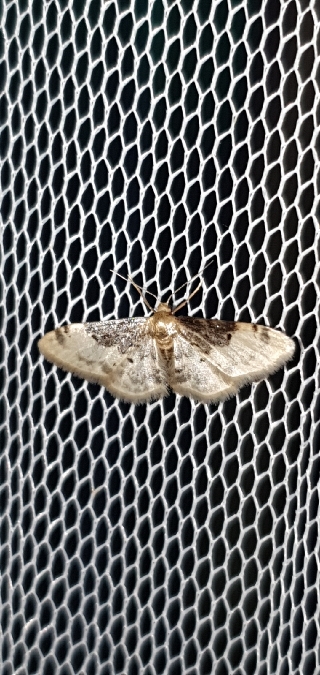 Idaea filicata  - Melchior Viallet