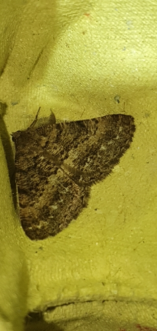 Selidosema taeniolaria  - Melchior Viallet