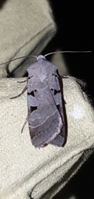 Eugnorisma glareosa  - Melchior Viallet