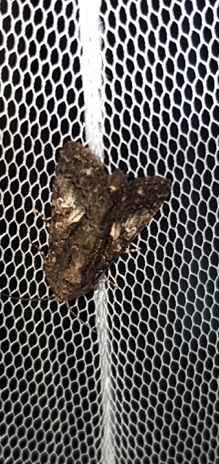 Aedia leucomelas  - Melchior Viallet