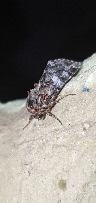 Anarta myrtilli  - Melchior Viallet