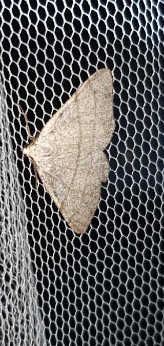 Adactylotis gesticularia  - Melchior Viallet