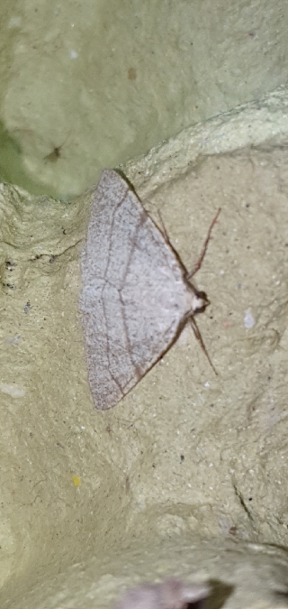 Adactylotis gesticularia  - Melchior Viallet