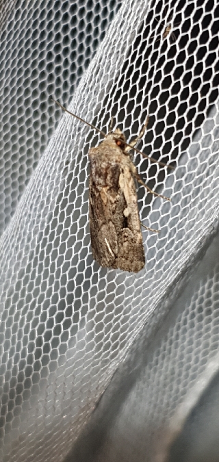 Xestia agathina  - Melchior Viallet