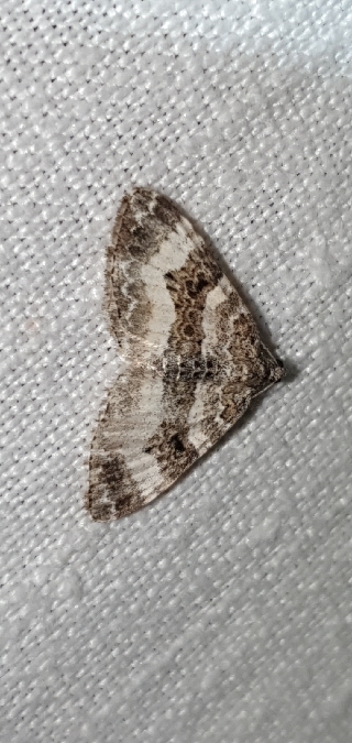 Epirrhoe rivata  - Melchior Viallet