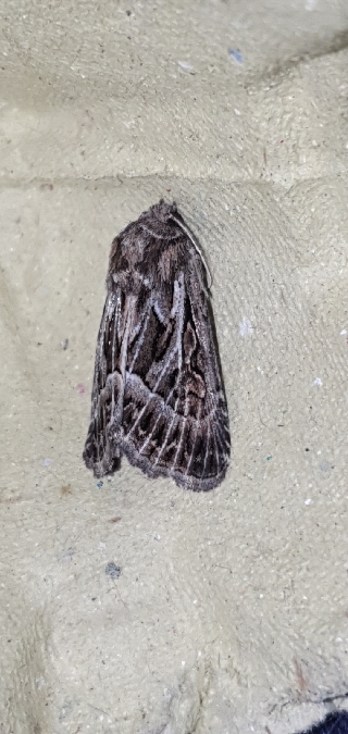 Thalpophila vitalba  - Melchior Viallet