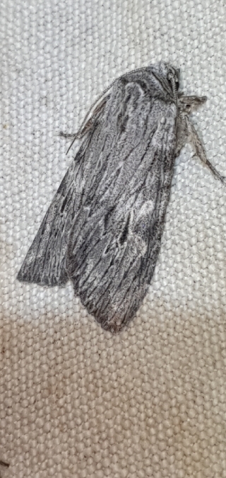 Scotochrosta pulla  - Melchior Viallet