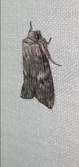Scotochrosta pulla  - Melchior Viallet