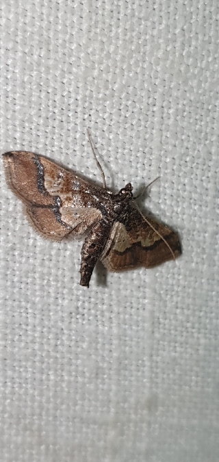 Hydriris ornatalis  - Melchior Viallet