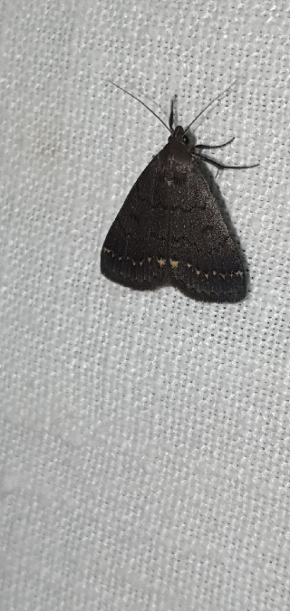 Nodaria nodosalis  - Melchior Viallet