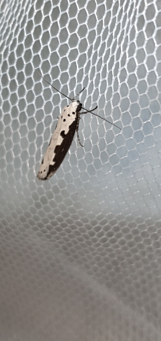 Ethmia bipunctella  - Melchior Viallet