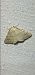 Adactylotis gesticularia  - Melchior Viallet
