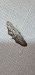 Idaea calunetaria  - Melchior Viallet