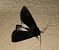 Noctuelle anthracite  - Thomas Lux
