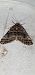 Hospitalia flavolineata  - Melchior Viallet