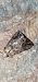 Ctenoplusia accentifera  - Melchior Viallet