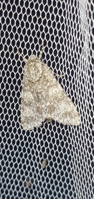Acronicta megacephala  - Melchior Viallet