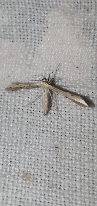 Adaina microdactyla  - Melchior Viallet