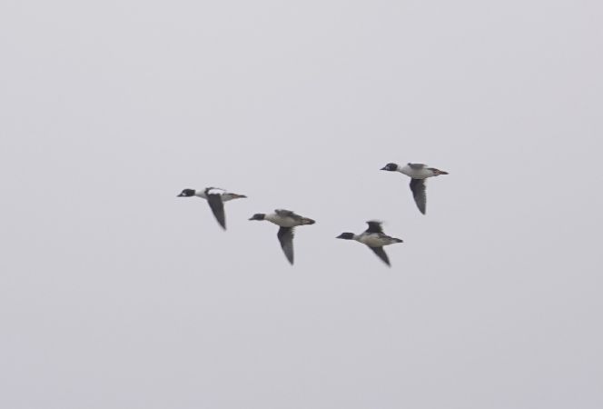 Schellente  - Monika Żochowska