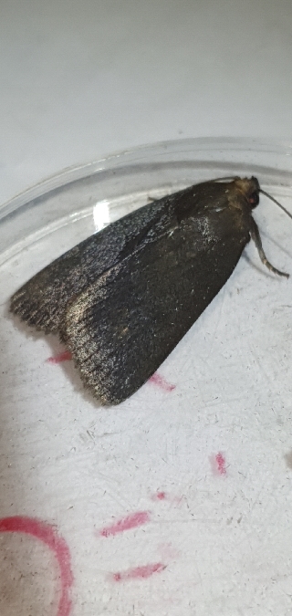Amphipyra livida  - Melchior Viallet
