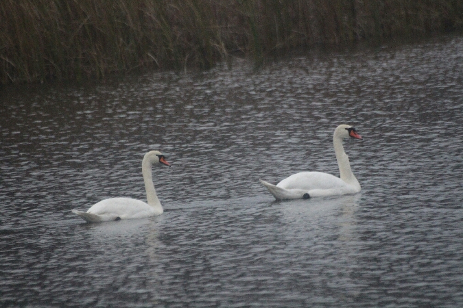 Höckerschwan  - Adam Olszewski