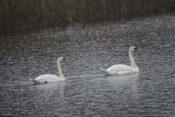 Höckerschwan  - Adam Olszewski