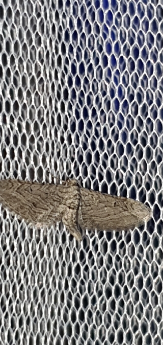 Eupithecia unedonata  - Melchior Viallet