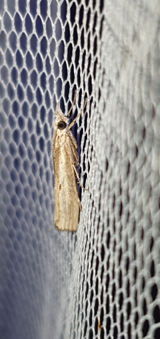Agriphila geniculea  - Melchior Viallet