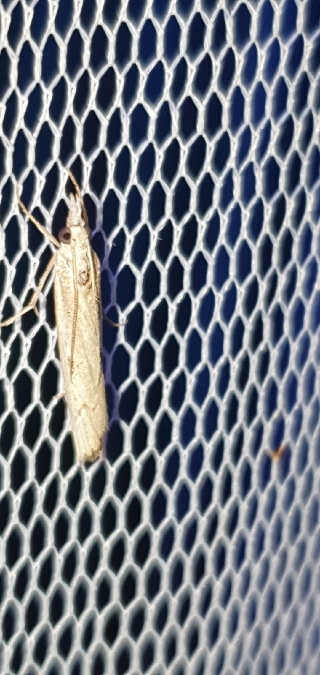 Agriphila geniculea  - Melchior Viallet