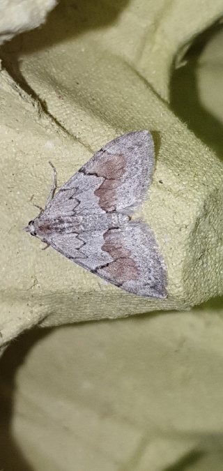 Pennithera ulicata  - Melchior Viallet