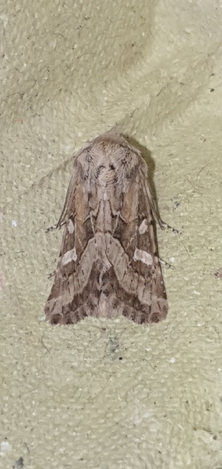 Luperina dumerilii  - Melchior Viallet