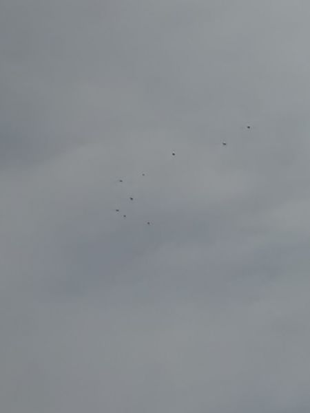 gawron  - Karol Łanocha