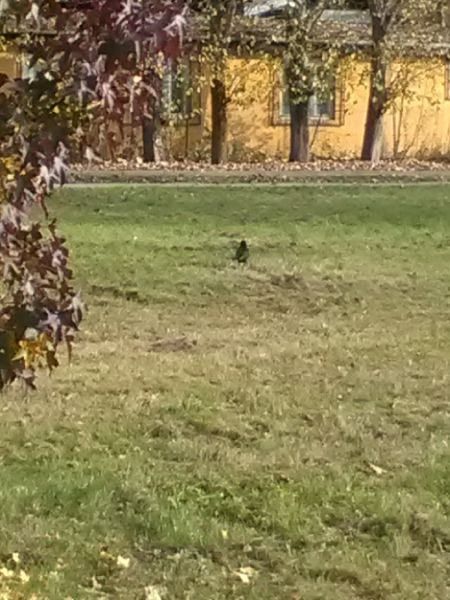 Corbeau freux  - Karol Łanocha