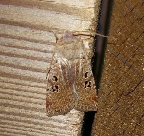 Conistra rubiginosa  - Thomas Lux