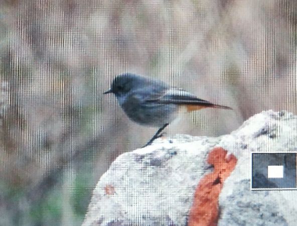 Hausrotschwanz  - Marek Betlejewicz