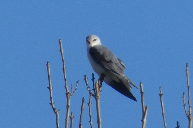 Black-winged Kite  - Carlos Monzon