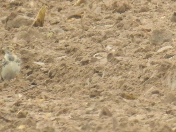 Bruant lapon  - Szymon Sendera