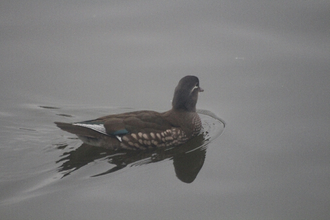 Canard mandarin  - Adam Olszewski