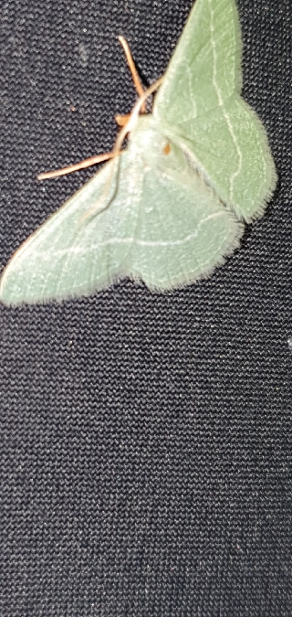 Phalène verte des ombellifères  - Melchior Viallet
